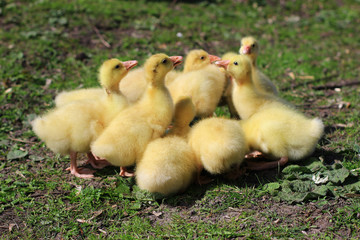 Little goslings