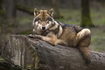 Fotobehang Wolf De grijze wolf