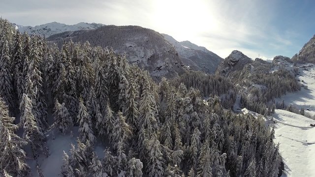Sorvolo alberi innevati - Bosco in Inverno