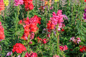 Obraz premium Snap dragon blooming in garden