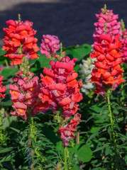 Snap dragon blooming in garden