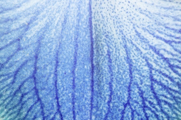 Blue orchid leave surface