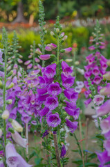 Obraz premium Bell-shaped foxgloves in summer bloom