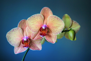 Panele Szklane  Orchidea