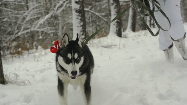 Husky dog breed energetically running in the winter park with mistress in slow motion