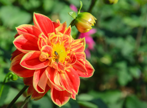 Colorful dahlia flower with bee