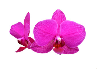 Fototapeta na wymiar Purple orchid flower