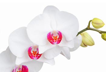 Naklejka na ściany i meble White orchid flower, DOF