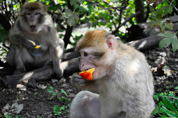 Close up of a monkey eating a piece of fruit