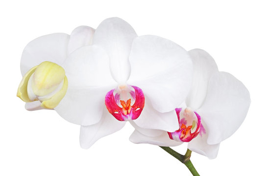 White orchid flower, DOF