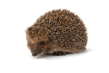 cute young hedgehog