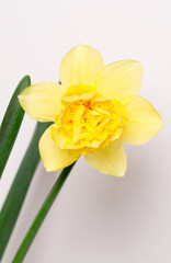 Yellow narcissus blossom