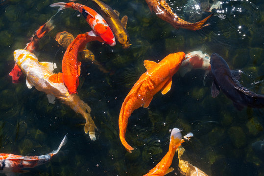Colorful koi carps in a pond in Japan