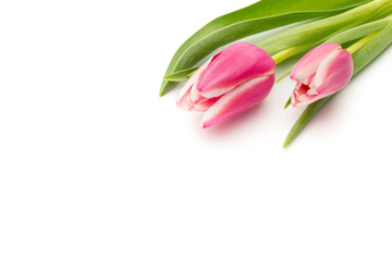 Fototapeta premium Tulips pink on the white background.