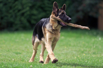 Deutscher Schäferhund