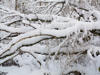 Winter landscape of natural forest with dead birch trees