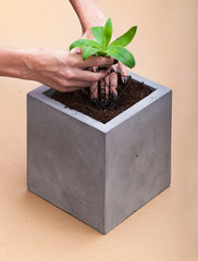 Plant relocation in a square concrete pot
