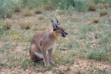 Caracal in Namibia