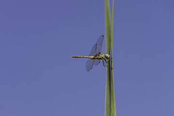 composizione fotografica orizzontale a colori di una libellula appoggiata al filo d’erba verde su sfondo del cielo azzurro