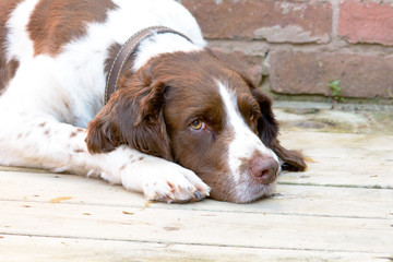 English springer spaniel dog lying down on veranda