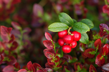 Obraz premium Berries of cowberry.