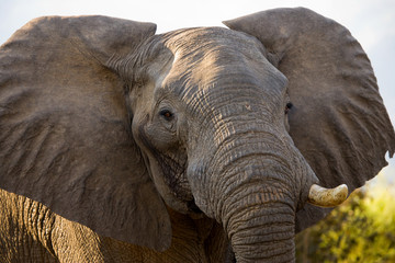 Naklejka na ściany i meble Portrait of the elephant close-up. Zambia. Lower Zambezi National Park. An excellent illustration.