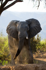 Naklejka premium Wild Elephant throws the dust. Zambia. Lower Zambezi National Park. Zambezi River. An excellent illustration. 