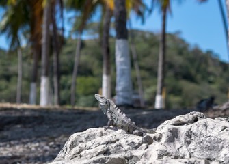 Lizard on a Stone