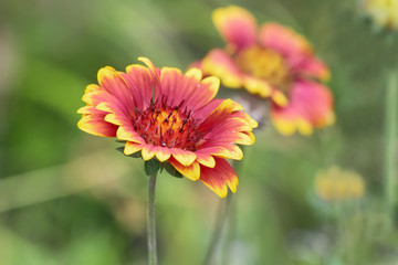 Obraz premium Red and yellow Gaillardia fanfare Flower in Hongshilin national park