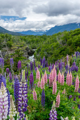 Lupine flowers in the lake district of Argentina.