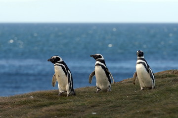 Fototapeta premium Magellanic Penguins at the penguin sanctuary on Magdalena Island in the Strait of Magellan near Punta Arenas in southern Chile.