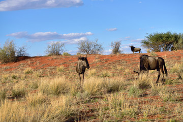 Obraz na płótnie Canvas Blue wildebeest antelopes