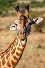 Giraffe in Africa