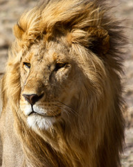 Fototapeta na wymiar Lion in Africa