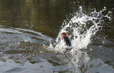 Pike on hook fighting in water