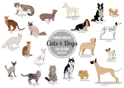 Set of flat sitting or walking cute cartoon dogs and dogs. Popular breeds. Flat style design isolated icons. 