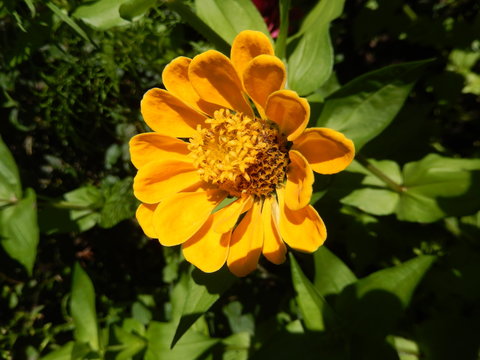 Closeup on yellow daisy flower blooming