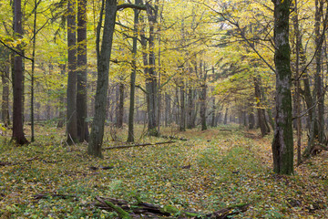 Fototapeta premium Old hornbeam trees in fall