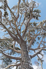 Looking up on an old snowy pine tree, blue sky above