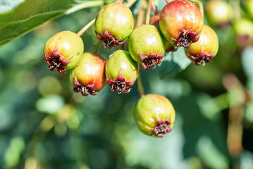 ripening fruits of viburnum closeup