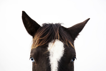The portrait of black and white horse looking straight