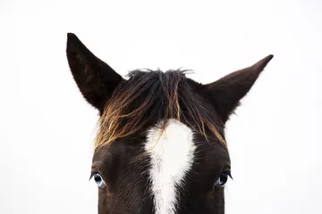 Fototapeten Das Porträt eines schwarz-weißen Pferdes, das geradeausschaut © themost