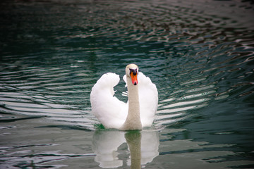 Obraz premium majestic swan