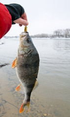 Perch caught on jigbait on winter day