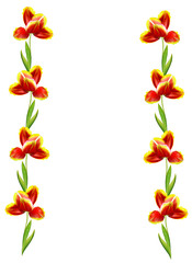 spring flowers tulips isolated on white background