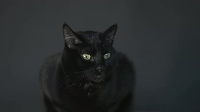 A black cat sitting, head moving around, eyes tracking something off screen. Grey background.