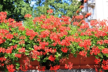 Red geraniums in summer 