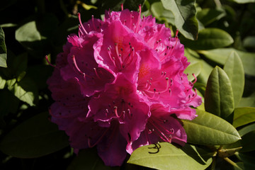 Grosse Rhododendronblüte in pink, Heidekrautgewächs im heimischen Gärten zu Hause
