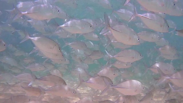 A large school of fish Bigeye trevally (Caranx sexfasciatus)) swims over a sandy bottom (bottom view), Indian Ocean, Hikkaduwa, Sri Lanka, South Asia
