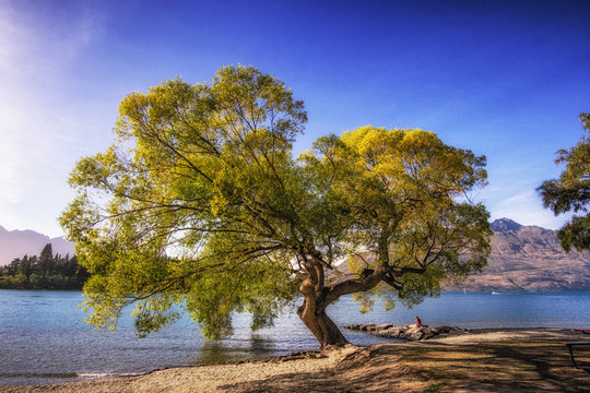tree by lake wakatipu © aaron90311